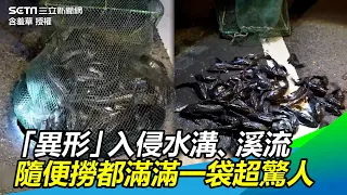 「異形」入侵台灣水溝、溪流　隨便撈都滿滿一袋超驚人｜三立新聞網 SETN.com