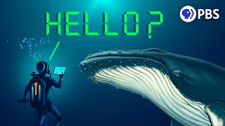 Can Technology Help Us Talk to Whales?