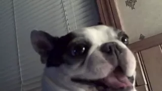 Boston Terrier dog likes his belly tickled! Funny face ~ CUTE! (Original)