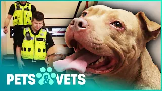 Pitbull Gets Saved During A Police Raid | Dog Rescuers | Pets & Vets