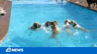 Dog pool party!