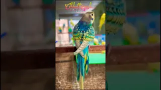 Rambow Spangle Budgies 😍 Very Rare 👌plzz subscribe Our channel & more Video's 🙏🙏🤗 #shorts#budgies