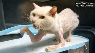 Cat abandoned by owner due to two broken front legs, cries for help to everyone passing by