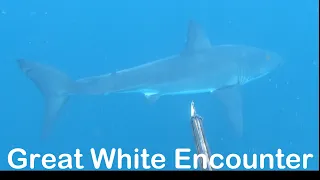 Great White Shark Encounter while Spearfishing