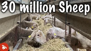 Sheep farming in TURKEY 🐑