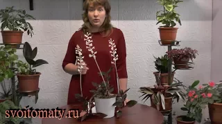 "Драгоценная" орхидея зацвела.  Выращивание  гемарии (лудизии) дома