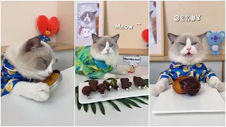 that little puff Tiktok Compilation | Super chef cat P1