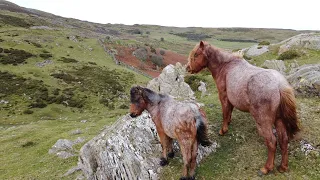 The Carneddau Ponies