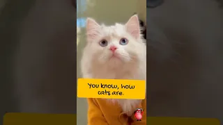 Pet Tips -Can You Train a Cat