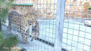 Мама леопард носит непослушного малыша. Тайган. Крым. Mom leopard carry a naughty baby.