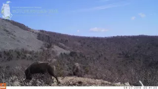 ID1299/Сихотэ-Алинский государственный заповедник/Копытные/Кабаны