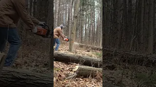 Cutting Trees With Stihl ms250 Chainsaw #chainsaw