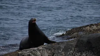 Californian Sea Lions