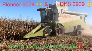 Жнива Кукурудзи 🌽 2023‼️ Pioneer P9074 & DKS 3939, хто кого⁉️Ложимо в склад🛖