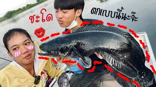 ชะโดใหญ่ ดำปี๋ เกือบ 7 kg. | เด็กตกปลา