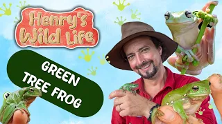 Green Tree Frog - Henry’s Wild Life AUSTRALIA