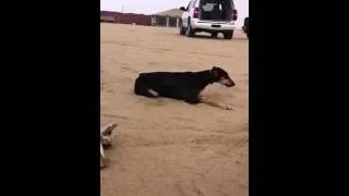 نمر انطلق على كلب وشف وش صار !!!