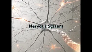 Medical Terminology Word Parts of the Nervous System