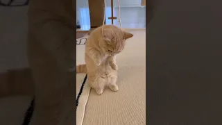 this cat is so cute 😍🥰 #shortvideo