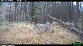 Самка снежного барса с тремя котятами в Саяно-Шушенском заповеднике