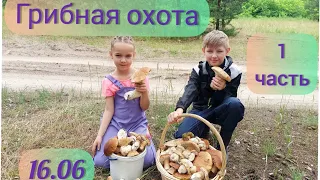 Много БЕЛЫХ грибов!!! 16.06.21г. 1часть. Новотроицкое Днепропетровская обл.