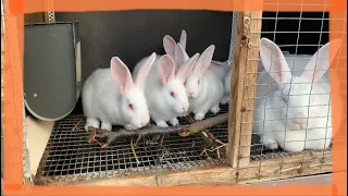 дегельмінтизація, вакцинація та пропоювання від кокцидіозу 🐇🐇