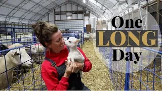 A Day in the Life of a Sheep Farmer (A DAY OF LAMBING!): Vlog 162