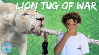 Tug of War with a LION!