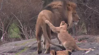 Adorable Lion Cub Debuts at the Bronx Zoo