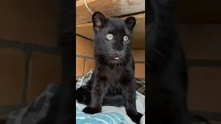 Cute Leopard cub Luna talks, gets angry, grumbles and snores.