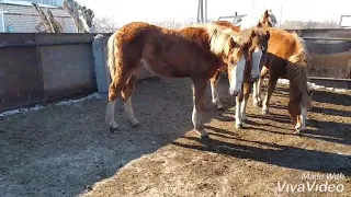 Из-за травмы пришлось подрезать деформированное копыто! Всё получилось на отлично!