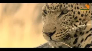 Wild Fauna / leopard / Хищник Африки / Гибель детенышей