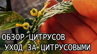 Уход за лимонами. Обзор цитрусовых от подписчика Эдуарда