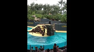 LORO PARK, TENERIFE, SEA LION SHOW 02 #shorts