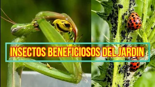 INSECTOS BENEFICIOSOS PARA LAS  PLANTAS Y EL JARDÍN, INSECTOS ÚTILES