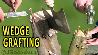 WHEN to use WEDGE GRAFTING TECHNIQUE on FRUIT TREES