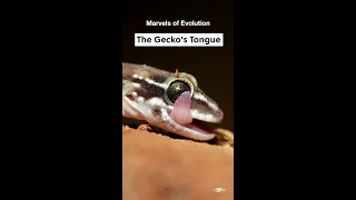 The Gecko's Tongue