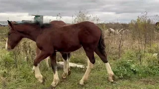 Владимирский жеребчик Хангул на продажу