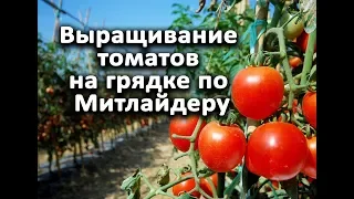 Как получить гарантированный урожай томатов с минимальными усилиями. Митлайдер.