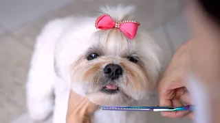 LHASA APSO GROOMING 🐶❤️ Teddy bear style haircut!!