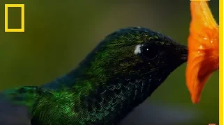 Ces colibris sont les animaux les plus rapides sur Terre