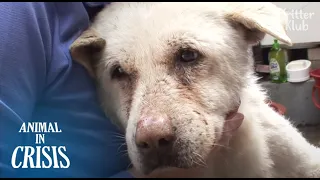 Dog Cries & Looks Around For Owner Everyday Without Knowing Her Death | Animal in Crisis EP134