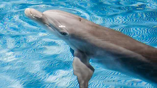 Meet CMA's New Rescued Dolphin Apollo!