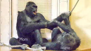 Once Abandoned Gorilla Daughter Wants Mom's Attention | The Shabani Family