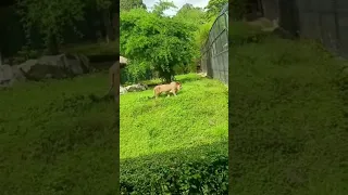 🦁 Lion at Mysore Zoo Park | The King 👑 | Wild Life