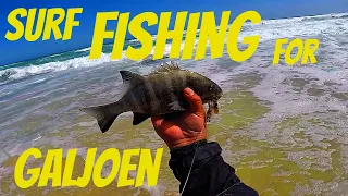 Surf Fishing for Galjoen