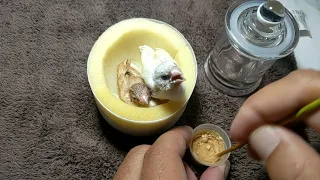 Hand Feeding Yellow Back Gouldian & Fawn Social Finch Baby