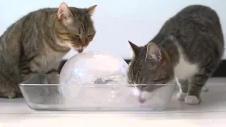 Котики и ледяной шар