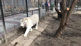 У белого тигра Раджи появился громкий сосед! A white tiger named Raja has a loud neighbor!