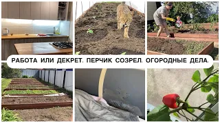 Мотивация. Работа после декрета. Высадка рассады. Вечерняя рутина.